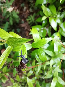 雨后树叶旁的蜗牛和露珠