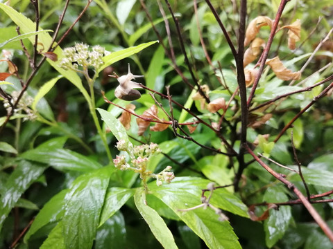 雨后树叶旁的蜗牛和露珠