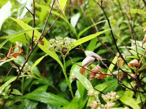 雨后树叶旁蜗牛和露珠