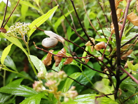 雨后树叶旁的蜗牛和露珠