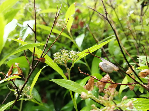 雨后树叶旁的蜗牛和露珠