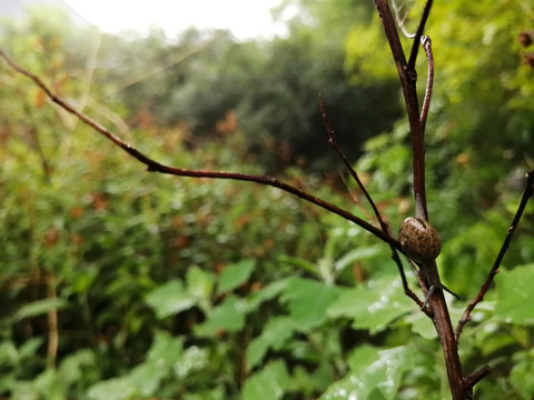 雨后树叶旁的蜗牛和露珠