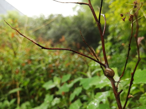 雨后树叶旁的蜗牛和露珠