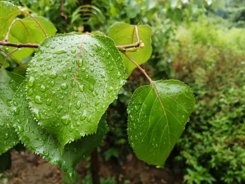 雨后树叶上的露珠水滴