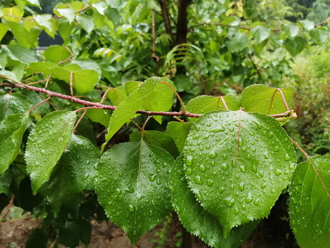 雨后树叶上的露珠水滴