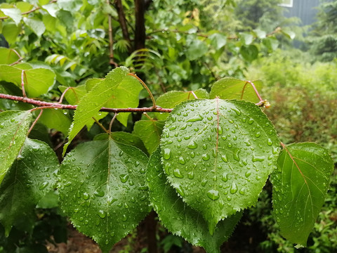 雨后树叶上的露珠水滴