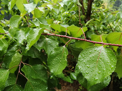 雨后树叶上的露珠水滴