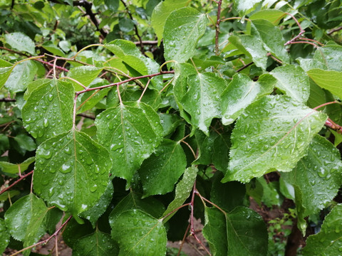 雨后树叶上的露珠水滴