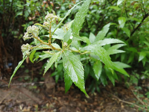 雨后树叶上的露珠水滴