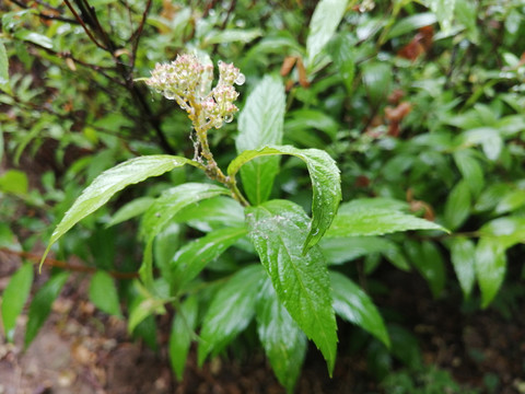 雨后树叶上的露珠水滴