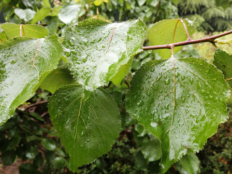 雨后树叶上的露珠水滴