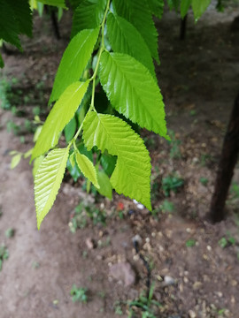 雨后树叶上的露珠水滴