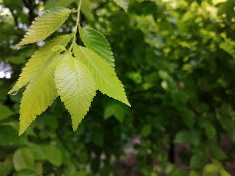 雨后树叶上的露珠水滴