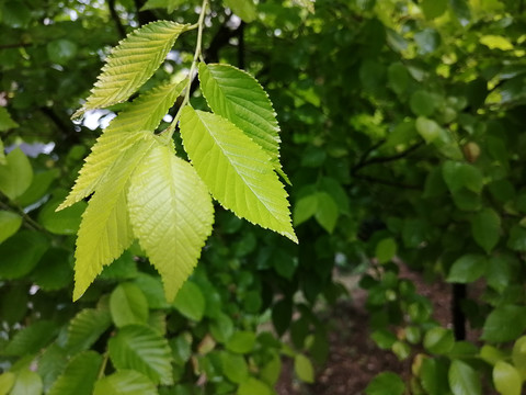 雨后树叶上的露珠水滴