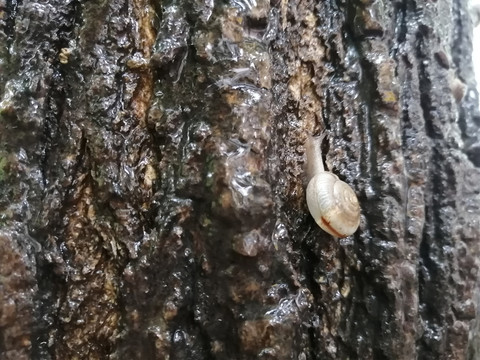 雨中树上蜗牛