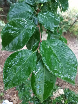 雨中枝叶