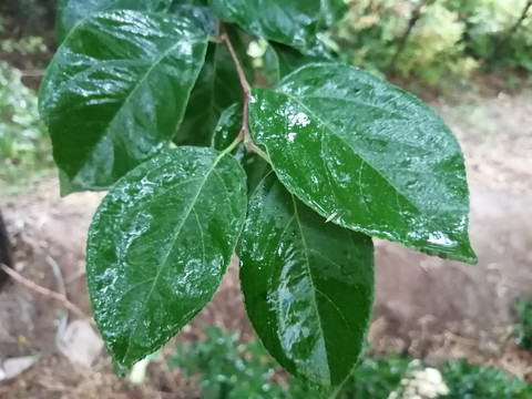 雨中枝叶