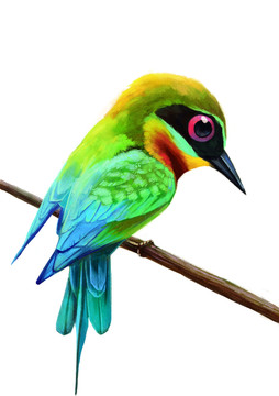 栗喉蜂虎