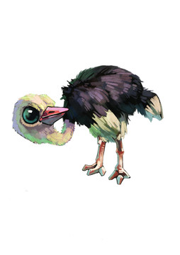 鴕鳥(niǎo)