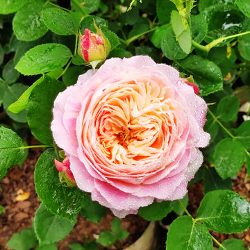 芝加哥和平粉色七姐妹蔷薇花