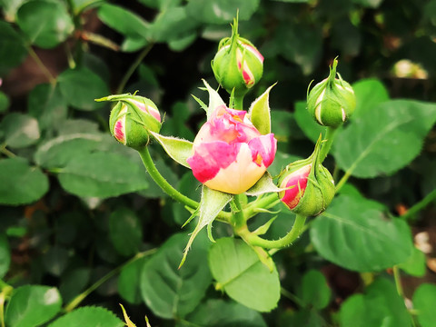 芝加哥和平粉色七姐妹蔷薇花