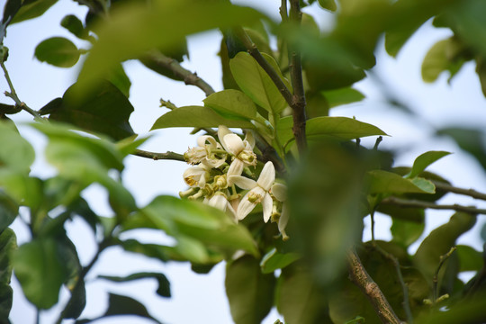 柚子花