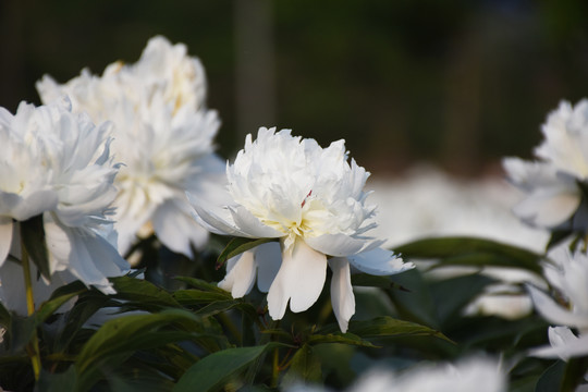 芍药花