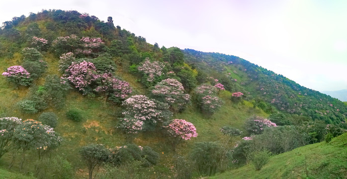 阳江鸡笼顶