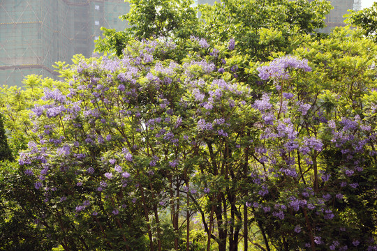 蓝花楹