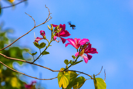 紫荆花开蜜蜂采蜜