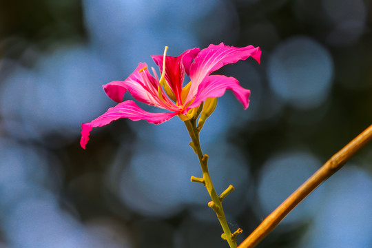 紫荆花开