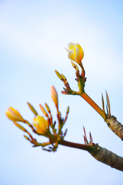 鸡蛋花花蕾