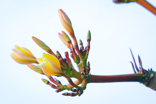 鸡蛋花