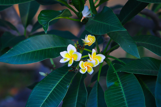 鸡蛋花