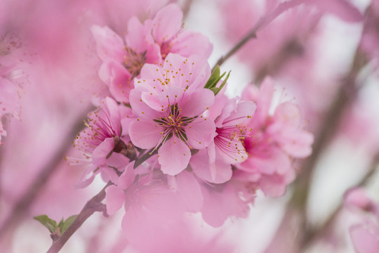 高清唯美桃花