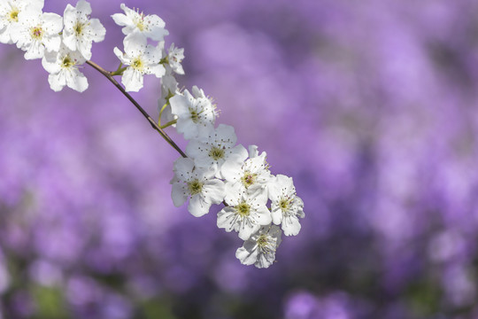 梨花二月兰