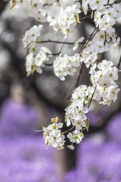 梨花二月兰