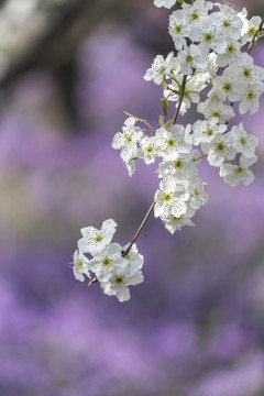 梨花二月兰