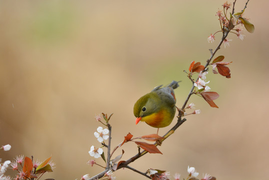 鸟