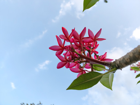 鸡蛋花