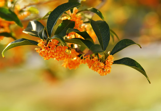 八月桂花