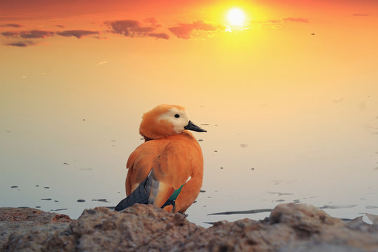 夕阳海鸟