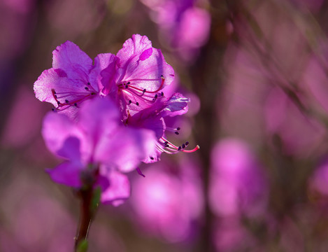 兴安杜鹃花