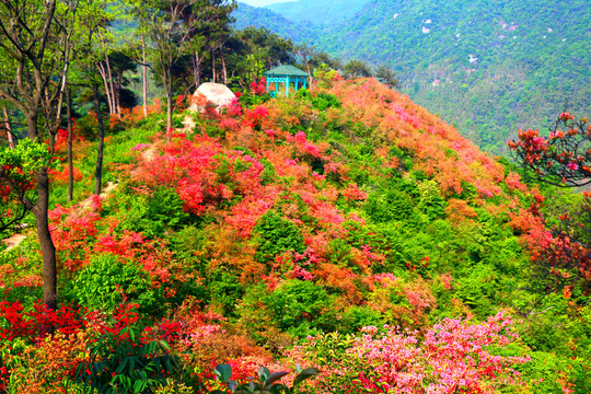 高山映山红