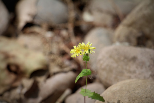 黄花