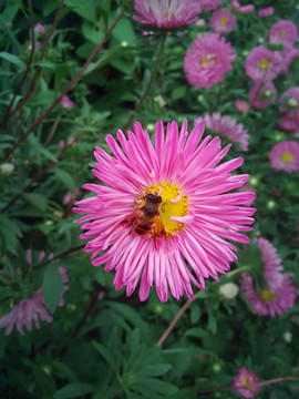矢车菊与蜜蜂