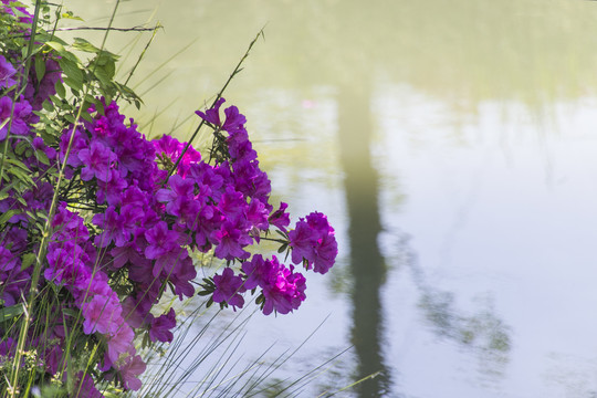 紫鹃花