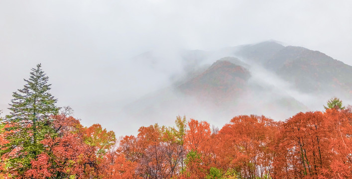 雨雾缭绕的山和枫树