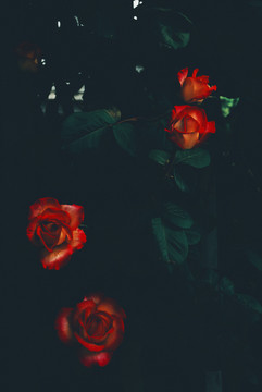 暗夜暗黑风格的花朵