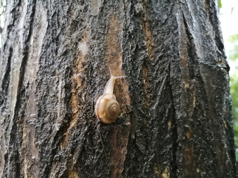 雨后蜗牛特写